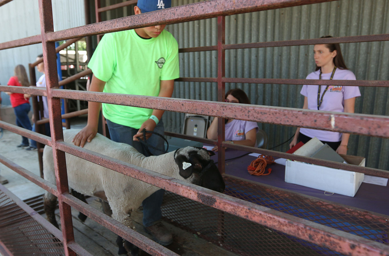 Kings Fair animal arrival